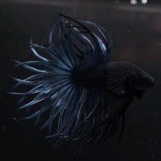 画像1: KCT　ブルー (1)