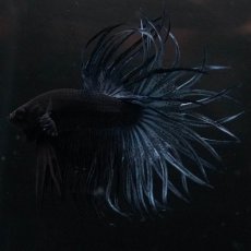 画像9: KCT　ブルー (9)