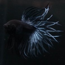 画像2: KCT　ブルー (2)