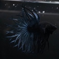 画像6: KCT　ブルー (6)