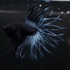 画像8: KCT　ブルー (8)