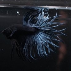 画像7: KCT　ブルー (7)