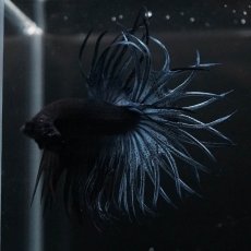 画像5: KCT　ブルー (5)