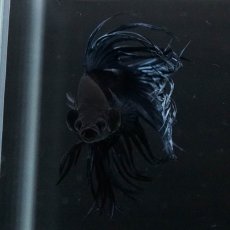 画像4: KCT　ブルー (4)