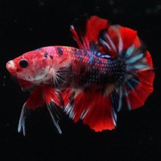 画像1: HMPK　キャンディ (1)