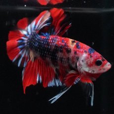 画像6: HMPK　キャンディ (6)