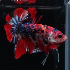 画像4: HMPK　キャンディ (4)