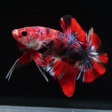 画像5: HMPK　キャンディ (5)