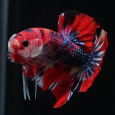 画像3: HMPK　キャンディ (3)