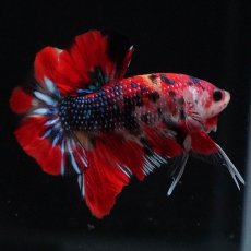 画像2: HMPK　キャンディ (2)