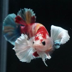 画像9: HMPKダンボ　キャンディ (9)