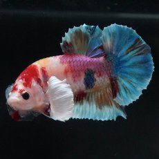 画像10: HMPKダンボ　キャンディ (10)