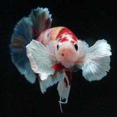 画像3: HMPKダンボ　キャンディ (3)