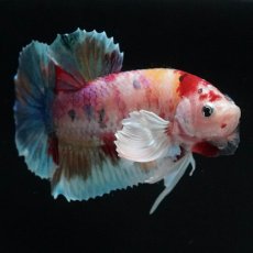 画像11: HMPKダンボ　キャンディ (11)