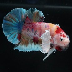 画像8: HMPKダンボ　キャンディ (8)