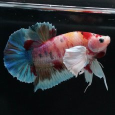 画像7: HMPKダンボ　キャンディ (7)