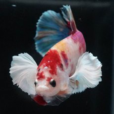 画像6: HMPKダンボ　キャンディ (6)