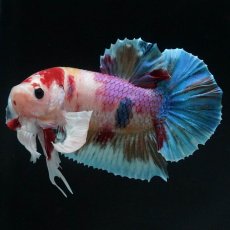 画像5: HMPKダンボ　キャンディ (5)