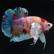 画像4: HMPKダンボ　キャンディ (4)