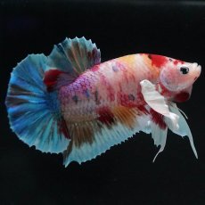 画像1: HMPKダンボ　キャンディ (1)