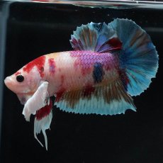 画像2: HMPKダンボ　キャンディ (2)