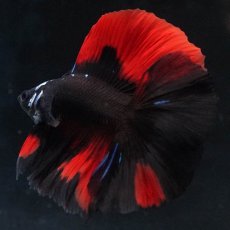 画像6: FM　ブラックレッド (6)