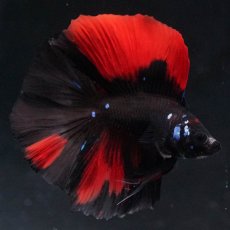 画像1: FM　ブラックレッド (1)