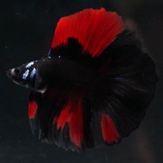 画像8: FM　ブラックレッド (8)