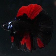 画像7: FM　ブラックレッド (7)