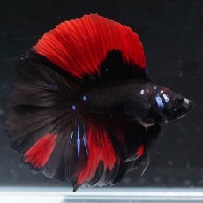 画像5: FM　ブラックレッド (5)