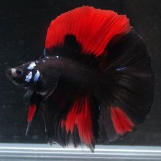 画像4: FM　ブラックレッド (4)