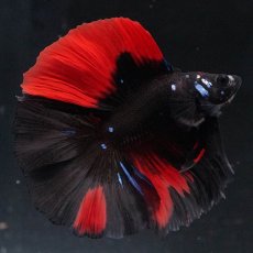 画像3: FM　ブラックレッド (3)