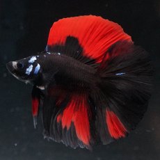 画像2: FM　ブラックレッド (2)