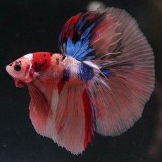 画像7: HM　キャンディ (7)