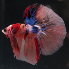 画像5: HM　キャンディ (5)