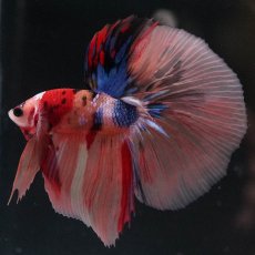 画像2: HM　キャンディ (2)