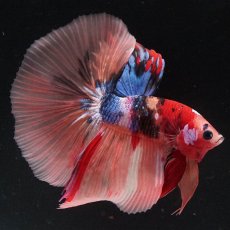 画像8: HM　キャンディ (8)