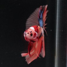 画像3: HM　キャンディ (3)