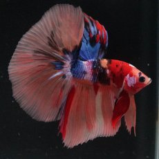 画像6: HM　キャンディ (6)