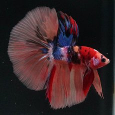 画像1: HM　キャンディ (1)