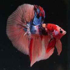 画像4: HM　キャンディ (4)