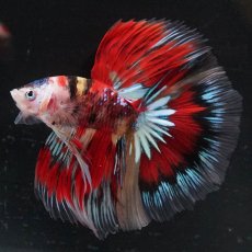 画像3: HM　キャンディ　変わり柄 (3)