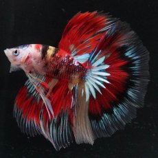 画像1: HM　キャンディ　変わり柄 (1)