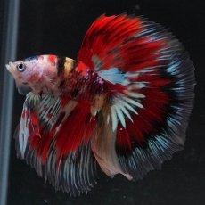 画像5: HM　キャンディ　変わり柄 (5)