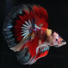 画像6: HM　キャンディ　変わり柄 (6)