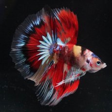 画像2: HM　キャンディ　変わり柄 (2)