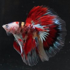 画像7: HM　キャンディ　変わり柄 (7)