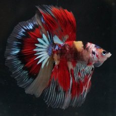 画像4: HM　キャンディ　変わり柄 (4)