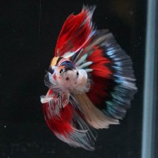 画像8: HM　キャンディ　変わり柄 (8)