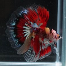 画像9: HM　キャンディ　変わり柄 (9)